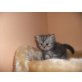 perser, Perser - Kater