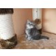 perser, Perser - Kater