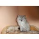 perser, Perser - Kater