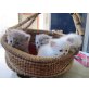 perser, Perser - Katze