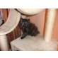 perser, Perser - Katze