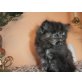 perser, Perser - Katze
