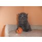 perser, Perser - Katze