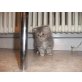perser, Perser - Katze