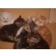 perser-kurzhaarangora - Katze