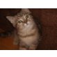 perser,kurzhaarangora - Katze