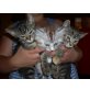 perser-maincoon - Kater