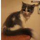 perser, turkisch van - Katze