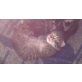 perser und birma  - Kater