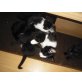 perser und hauskatze - Kater