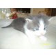 perser und norweger - Katze