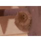 perser x heiligebirma - Kater