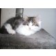 perserbabys, Perser - Kater