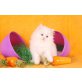 persian Kurzhaar - Kater