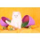 persische Kätzchen - Kater