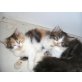 pigiu, Perser - Katze