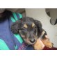 pinschi, malteser,pinscher Welpen - Rüde
