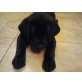 pipo, Labrador Retriever Welpen - Hündin