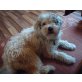 plüschig, weiße terrier-mix - Hündin