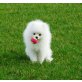 pomeranian - Rüde