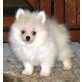 pomeranian - Rüde