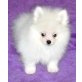 pomeranian - Rüde