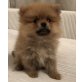 pomeranian, Zwergspitz Welpen - Rüde