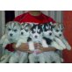 pomsky - Rüde