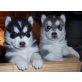 pomsky - Rüde