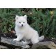 pomsky Welpen zu verkaufen, Hybrids Welpen - Rüde