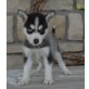 pomsky Welpen zu verkaufen, Hybrids Welpen - Rüde