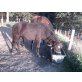 pony - Hengst