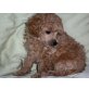 poodle - Rüde