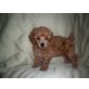 poodle  - Rüde