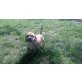 puggle - Hündin