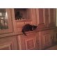 queeny, Hauskatze - Katze
