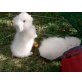 rabbits of wide fields, Teddywidder - männlich