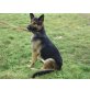 radar, Deutscher Schäferhund - Rüde