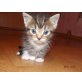 ragdoll  - Kater