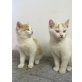red/white Katerchen, Hauskatze, MUtter 3-färbig - Kater