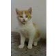 red-white Katze, black-tortie-white - Katze