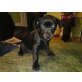 rehpinscher und chiwawa Welpen - Rüde