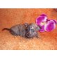 reinr.MINI KHBrindle Chi Mädi GISELLE !!!!!!!, Chihuahua kurzhaariger Schlag - Hündin