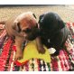 reinrassige Bullmastiff, Welpen, , Bullmastiff - Rüde