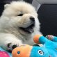 *reinrassige Chow Chow Welpen*, Chow-Chow - Rüde