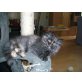 reinrassige Perserbabys Schildpatt, Perser Schildpatt - Katze