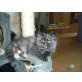 reinrassige Perserbabys mit Nase, Perser - Katze