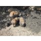 reintaler minipigs - weiblich