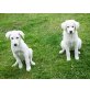 retriever-labrador - Rüde