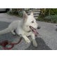 rex, Weißer Schweizer Schäferhund - Rüde
